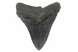 Fossil Megalodon Tooth - South Carolina #186767-1